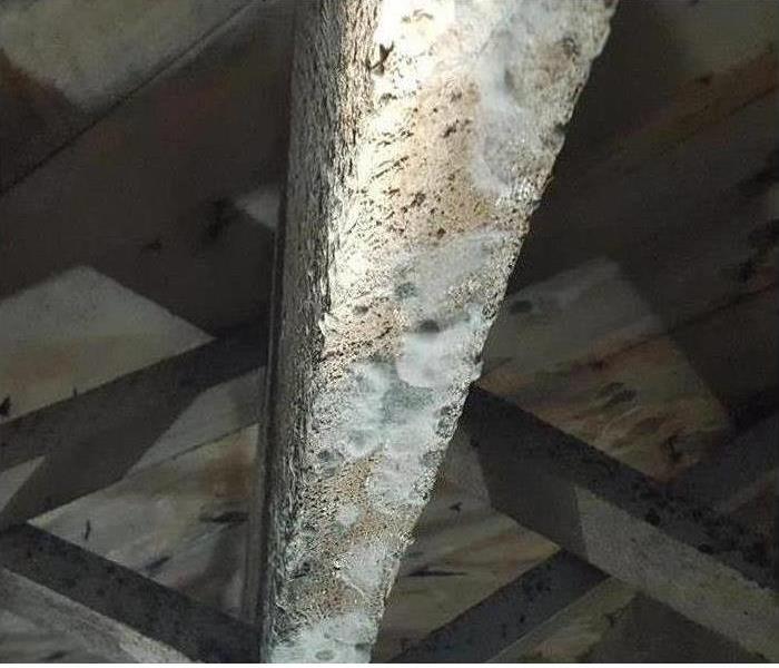 Mold on interior wood beam.